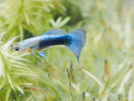 24291458_s 魅惑の小さな熱帯魚グッピーを極める!飼育のコツから歴史まで徹底解説