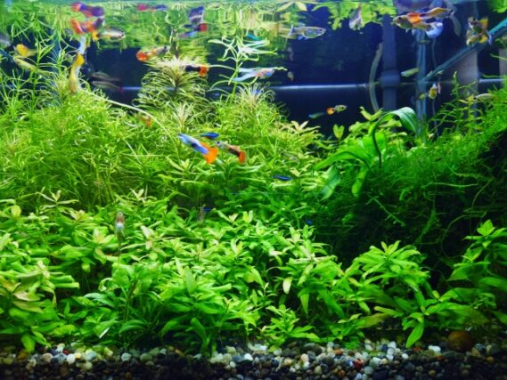 28687323_s 魅惑の小さな熱帯魚グッピーを極める!飼育のコツから歴史まで徹底解説