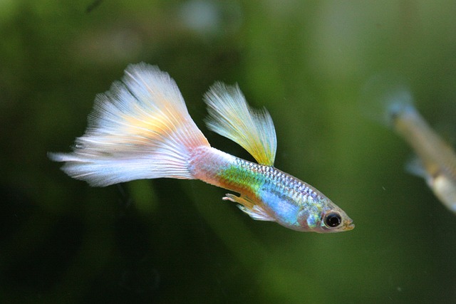 aquarium-g731f8fcb8_640-1 魅惑の小さな熱帯魚グッピーを極める!飼育のコツから歴史まで徹底解説